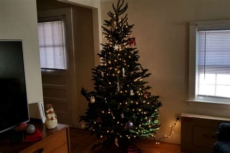 reasons why fake trees are better